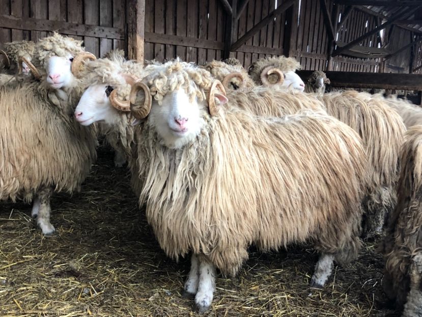 8DB4E1DC-45D6-4C83-BA2D-E01830CE4E33 - a- berbecuți țurcani 2018