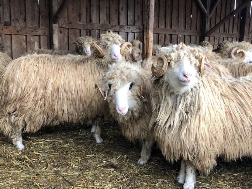 3A2F7E43-5A5E-4603-8CFB-63BEF2D87C20 - a- berbecuți țurcani 2018