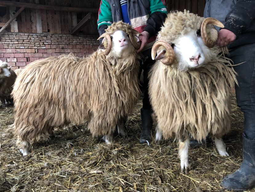 37CFBC25-FB67-472E-AFF1-F0B3455E345B - a- berbecuți țurcani 2018