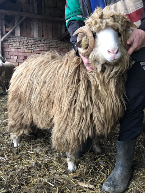 BCE54FCA-06A0-4740-9211-741393FA472A - a- berbecuți țurcani 2018