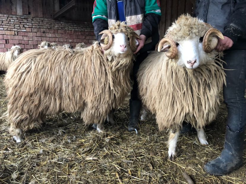 3BDA83AC-DC94-4AD7-BE75-4DA57C9DDA1F - a- berbecuți țurcani 2018