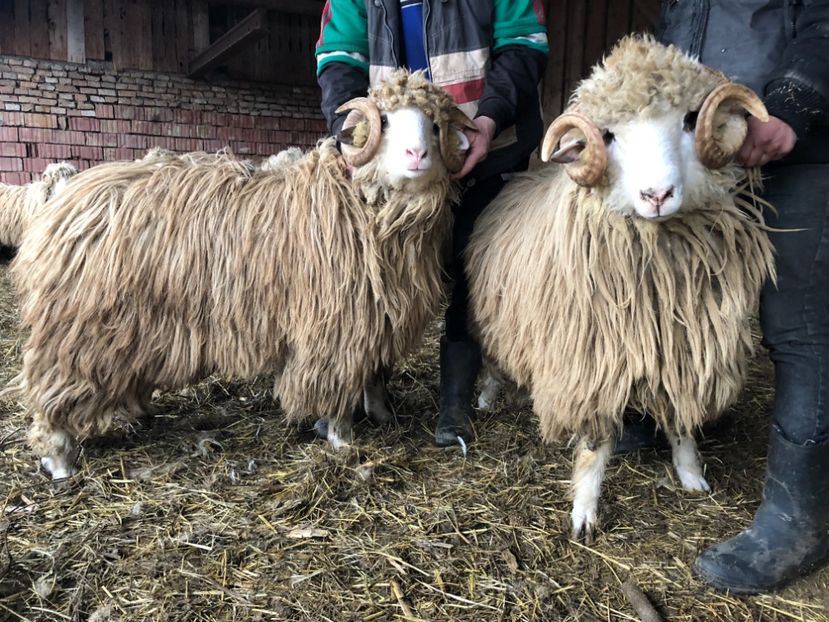 C7A87F10-B9D8-4542-8C86-40A4EBE53C1D - a- berbecuți țurcani 2018