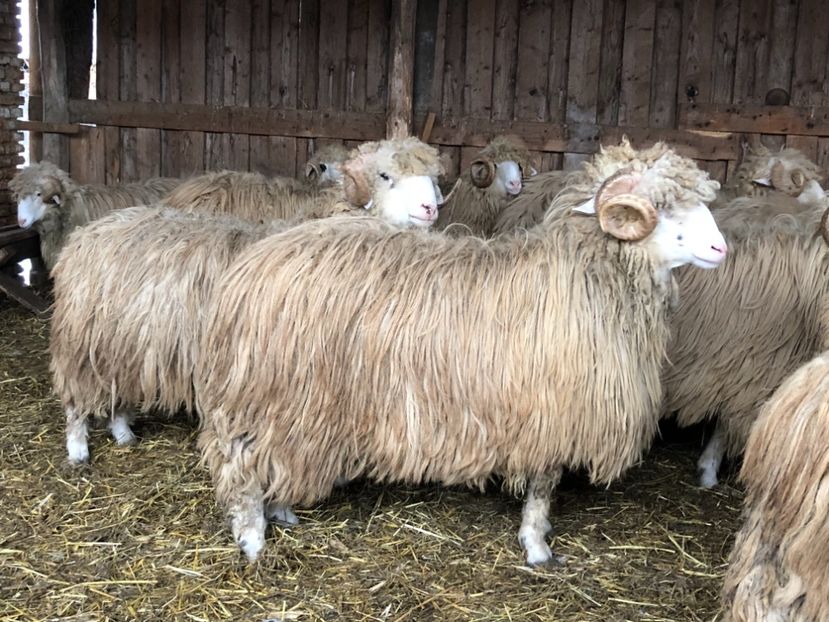 5C5E3519-1F93-4EAD-A0EA-52511891D127 - a- berbecuți țurcani 2018