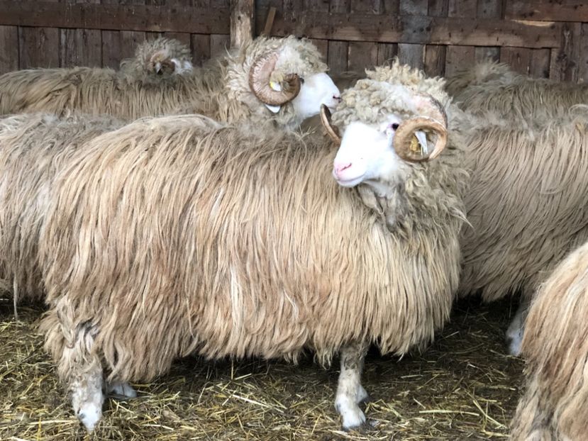 E9C70CD0-1989-47F4-9817-B334BBA648B9 - a- berbecuți țurcani 2018