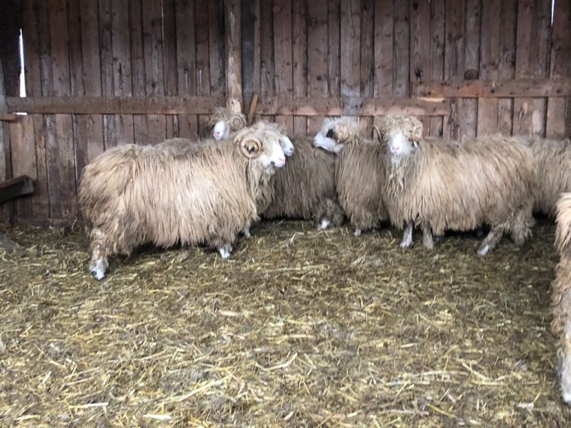 B31E1E44-D29D-41F7-9CED-3A835FFB4C7B - a- berbecuți țurcani 2018