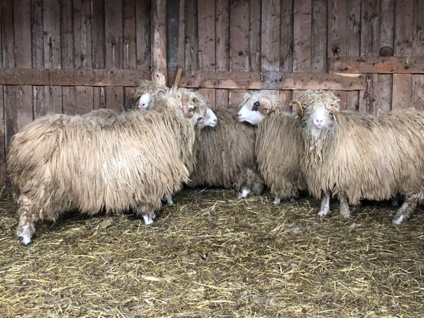 0F29CC04-7880-4BF6-AF3F-B01F2187105D - a- berbecuți țurcani 2018