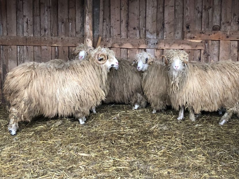 9ED77E22-5565-47E4-B5EF-1AAEC1C3302F - a- berbecuți țurcani 2018