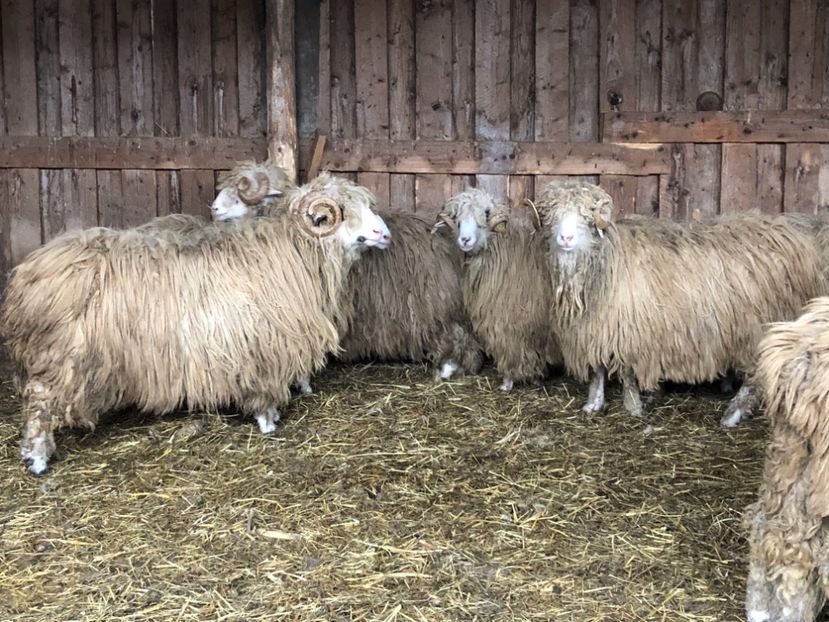 86003678-8CA6-439F-B3CE-94ECDE86CBA0 - a- berbecuți țurcani 2018