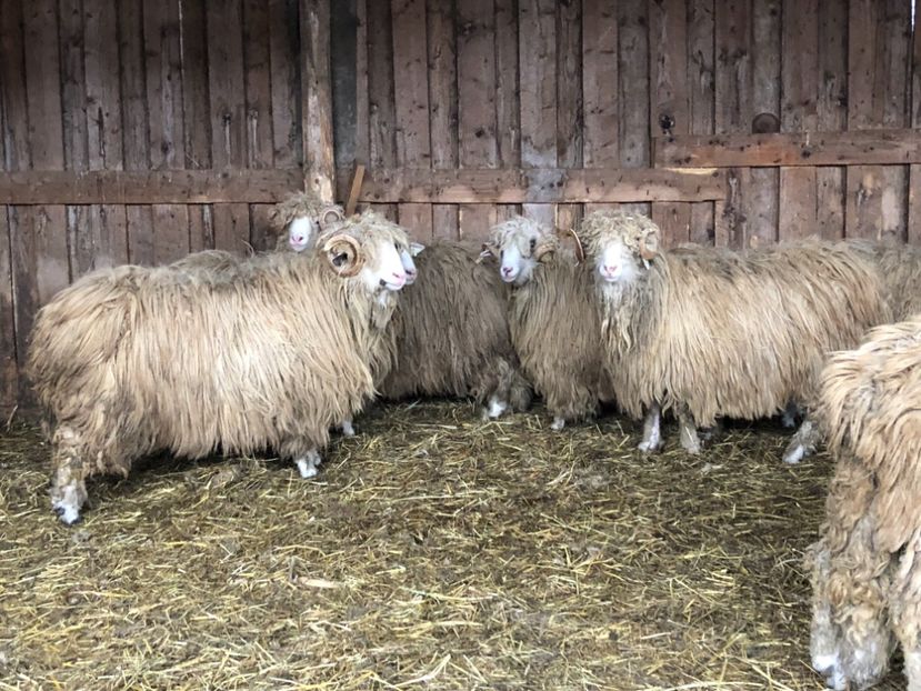 75404741-1A70-4E2B-B777-6D9651C77274 - a- berbecuți țurcani 2018