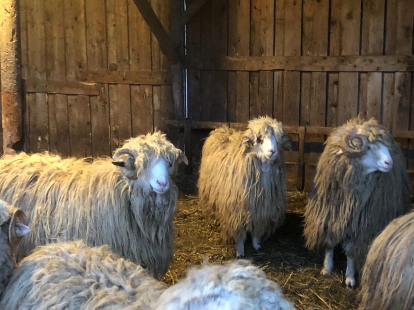 A4EAE0FB-C996-411F-9E84-B54D2B0BFF73 - a- berbecuți țurcani 2018