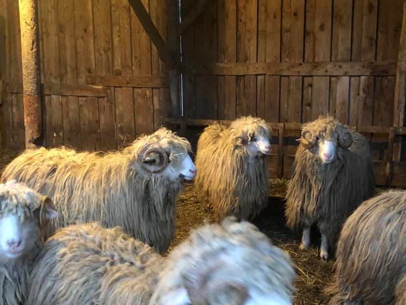 32A901A5-F540-45D8-A548-296859826CBB - a- berbecuți țurcani 2018