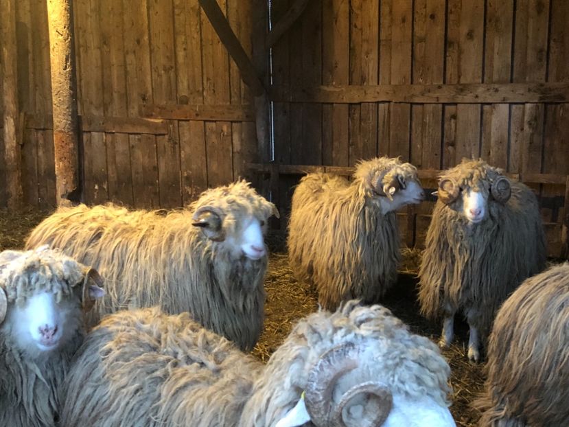 6A836487-2F1F-4EE4-92B4-0968189DF19B - a- berbecuți țurcani 2018