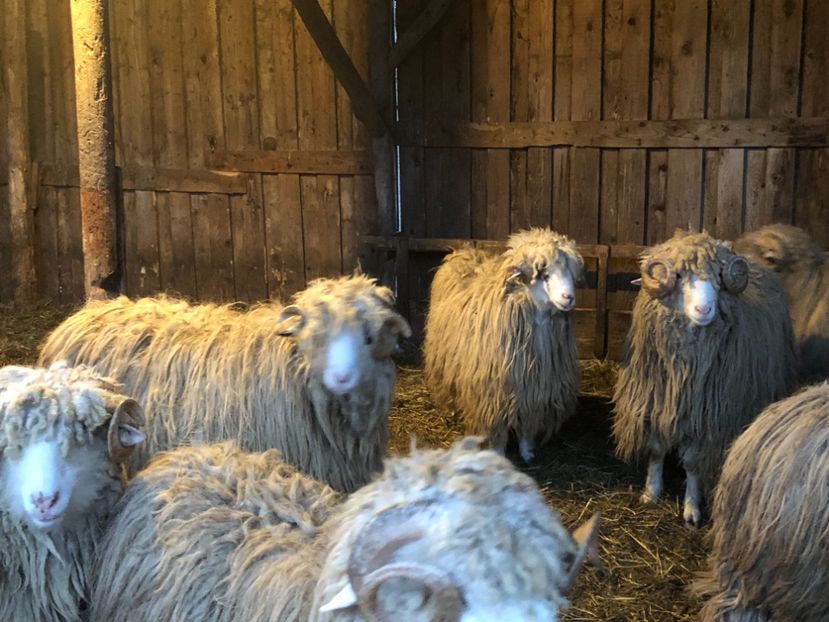 BDEBD7AF-489C-4FB4-99A1-E866D7EB89D4 - a- berbecuți țurcani 2018