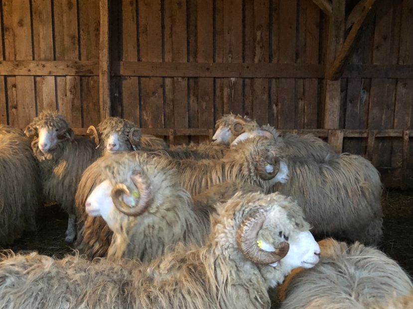 17CCFFA1-7F37-4FF5-B9D9-2B7F654CC2E0 - a- berbecuți țurcani 2018