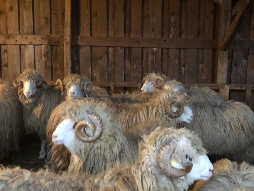 6263C3B5-3435-4094-8005-8828D53DD420 - a- berbecuți țurcani 2018