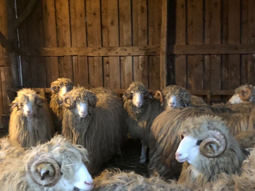 CF9F8FC1-62DC-4C5A-81AE-652A6E459698 - a- berbecuți țurcani 2018