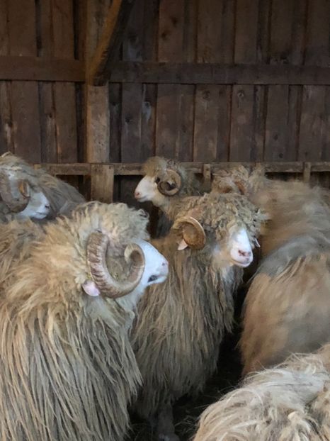 AF3D56F1-080B-435D-96D8-28198B3FA778 - a- berbecuți țurcani 2018