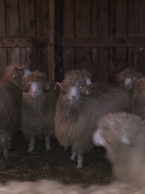 98A6E43C-BF7F-4F21-B961-621AC26134CB - a- berbecuți țurcani 2018