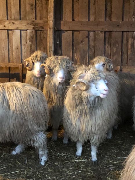 1EBFCAD0-0E88-435C-B0C4-AE4978B7181C - a- berbecuți țurcani 2018