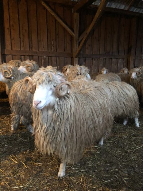 96D0ED7A-6489-4236-8E0D-A6794FA50D46 - a- berbecuți țurcani 2018