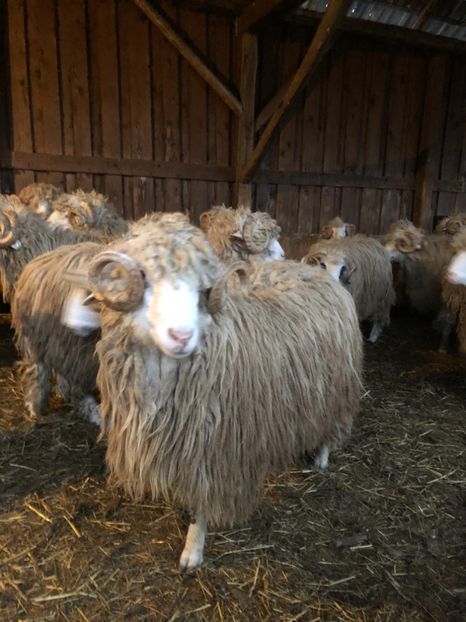 B840388B-26E8-4ACD-9080-8E73175EFC5E - a- berbecuți țurcani 2018