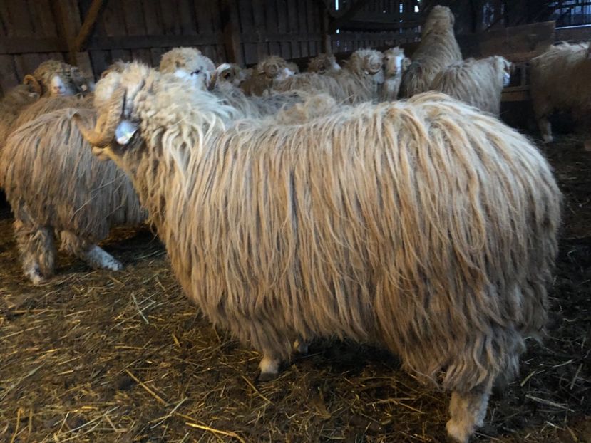 7755894D-F831-465D-92C5-5346A1534F59 - a- berbecuți țurcani 2018