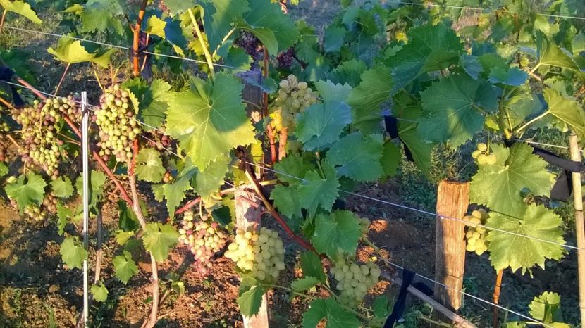 rezistent bulgaria - vita de vie