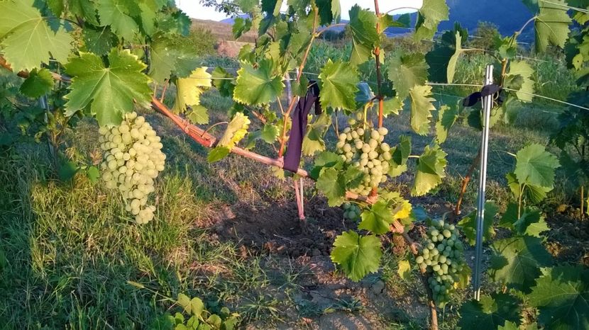 tereza - vita de vie