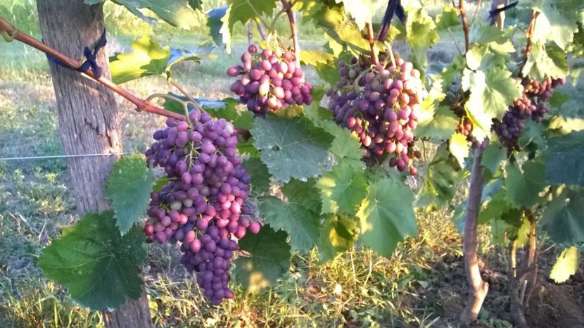 moldova - vita de vie