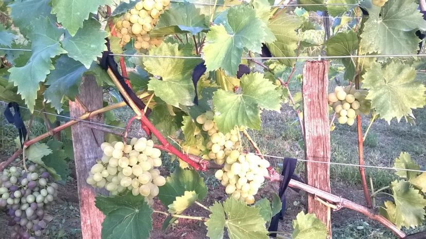 rezistent bulgaria - vita de vie