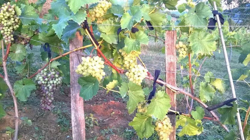 rezistent bulgaria - vita de vie