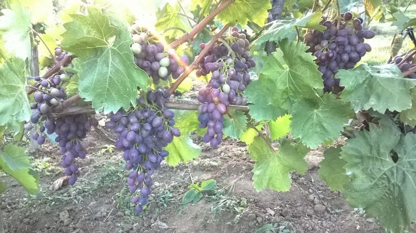 moldova - vita de vie