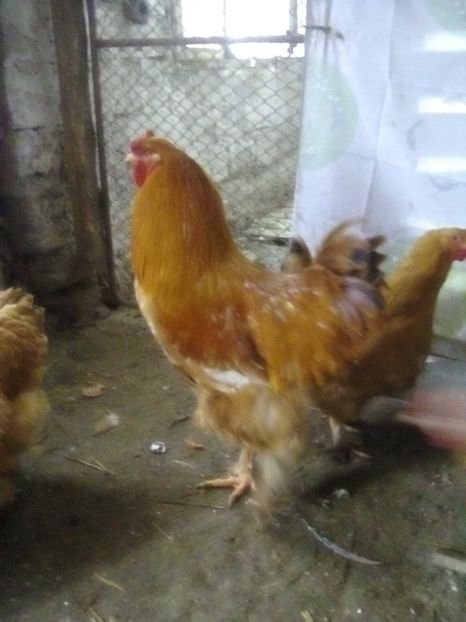  - Cocosi de vânzare