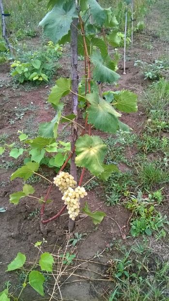 primul strugure - primii ani