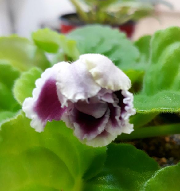  - Rs Gertsoginea - Rs Duchess