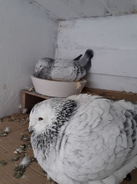  - Porumbei Standard Buzau 2018