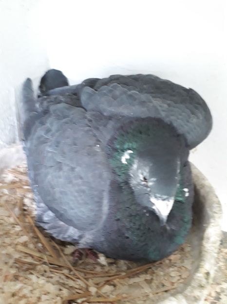  - Porumbei Standard Buzau 2018