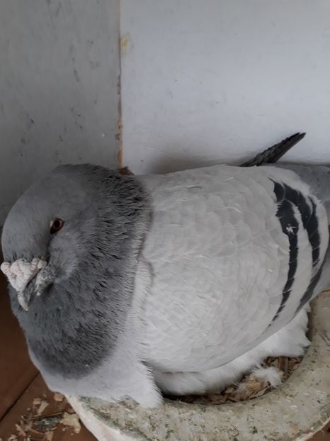  - Porumbei Standard Buzau 2018