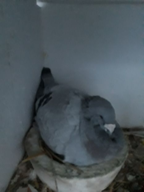  - Porumbei Standard Buzau 2018