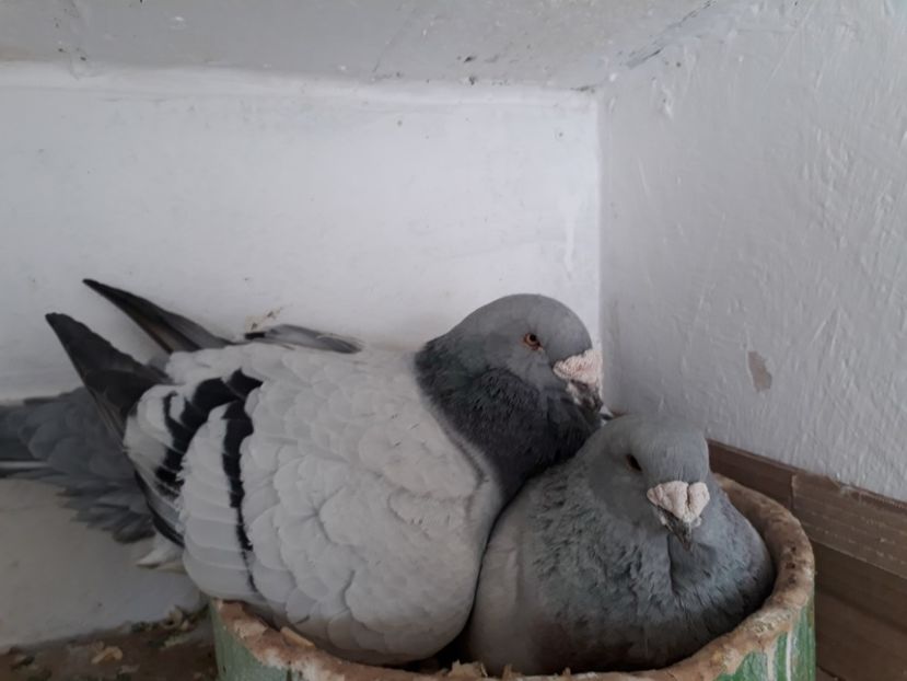  - Porumbei Standard Buzau 2018