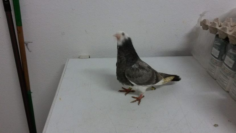 Pui 2018 - rolleri de birmingam