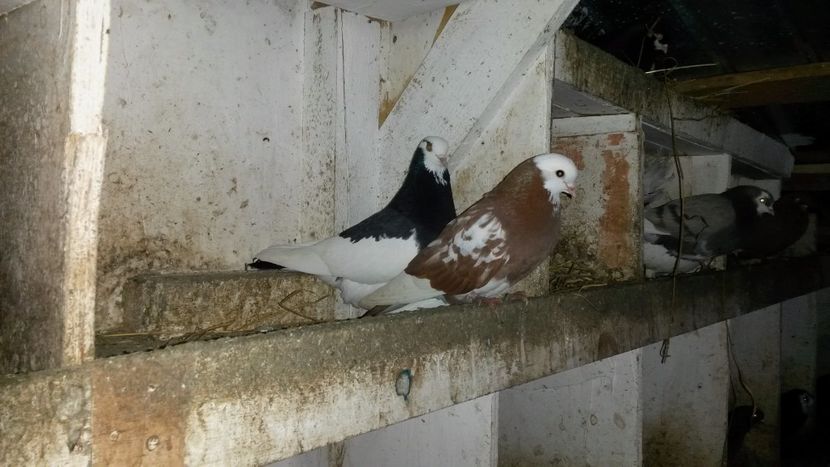  - rolleri de birmingam