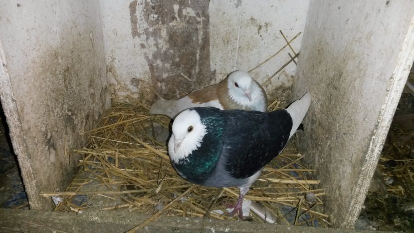  - rolleri de birmingam