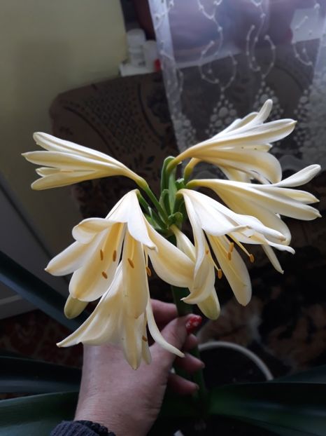20180303_094408[1] - clivia