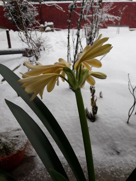 20180303_094547[1] - clivia