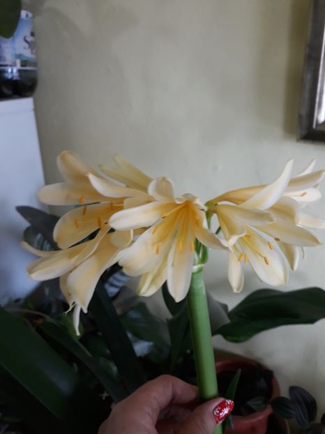 20180303_094701[1] - clivia