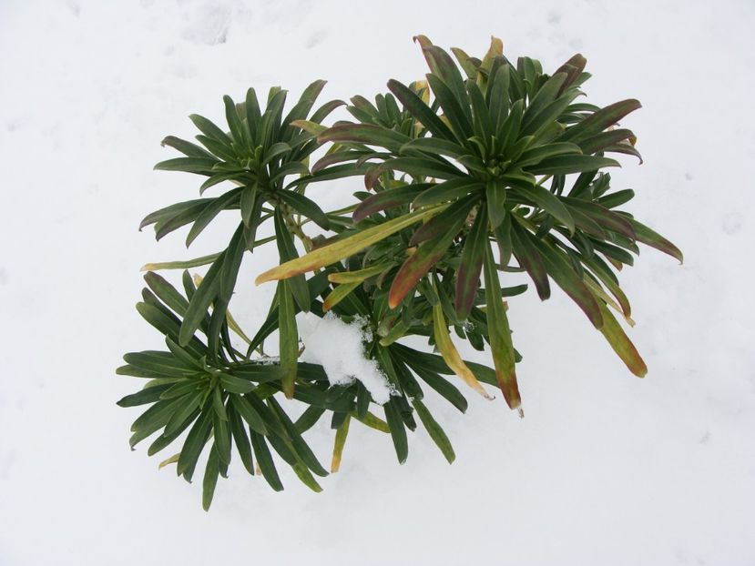 Micşunelele au stat toată iarna verzi - Martie 2018