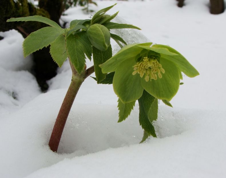 Spânzul verde- cel mai viteaz, restul stau sub zăpadă, cu capetele plecate la pământ - Martie 2018