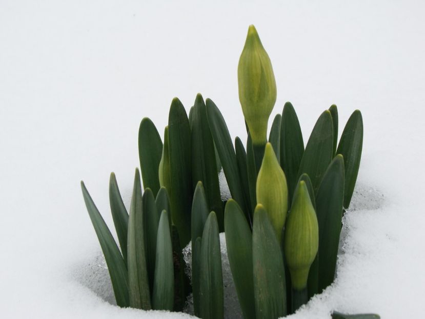 Narcisele de la mama...să fie primele ce se vor deschide în acest an?! - Martie 2018