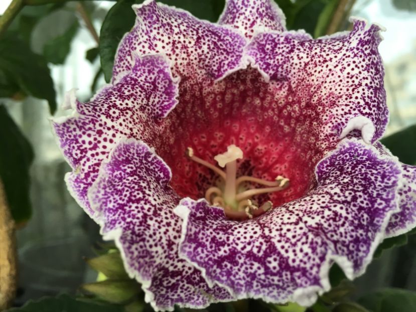 Dotted Blue - Gloxinii 2018